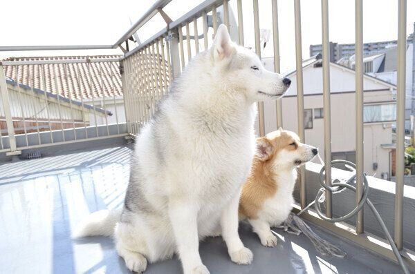 外を眺めるキャリーちゃんとムギちゃん