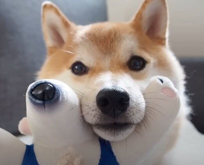 くつろぐ犬