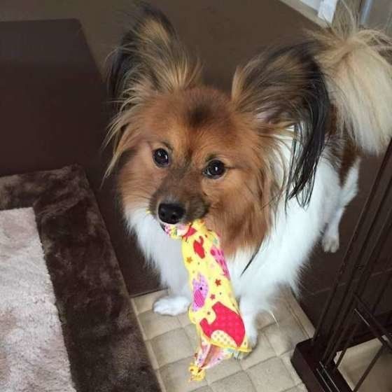 パピヨン