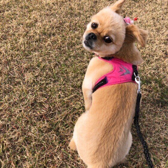 散歩するMix犬