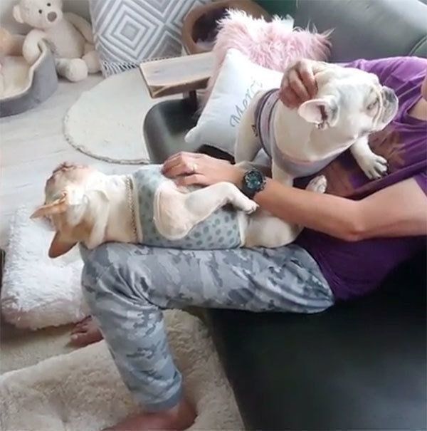 パパに甘えるフレンチ・ブルドッグ兄妹