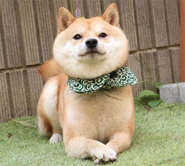 見つめる柴犬