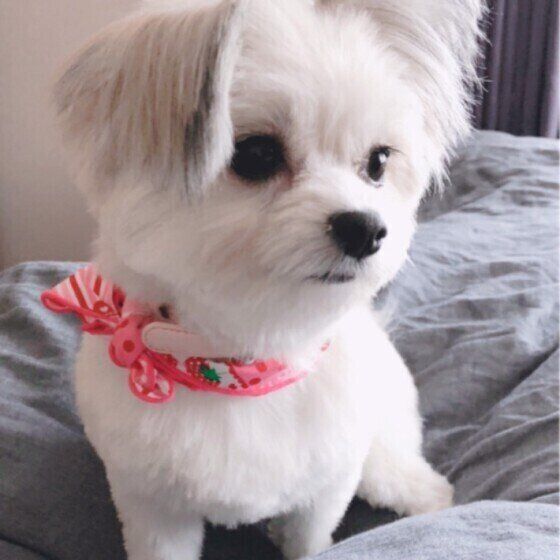 おすわりする犬