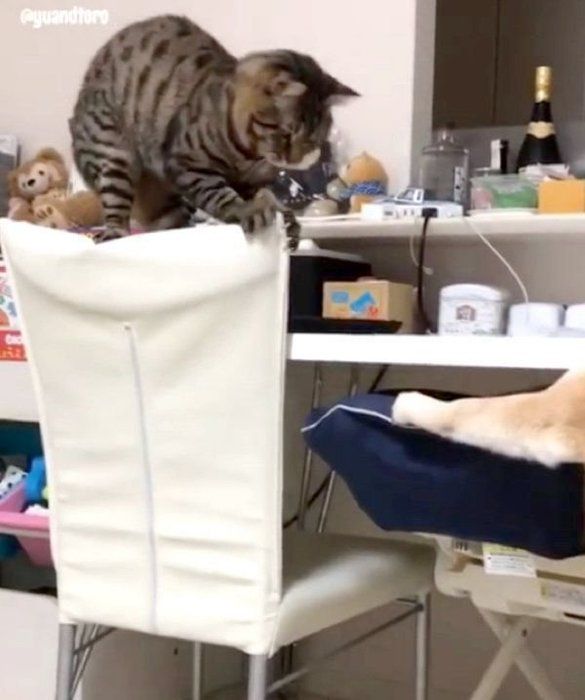 猫に冷たい対応をされる柴犬