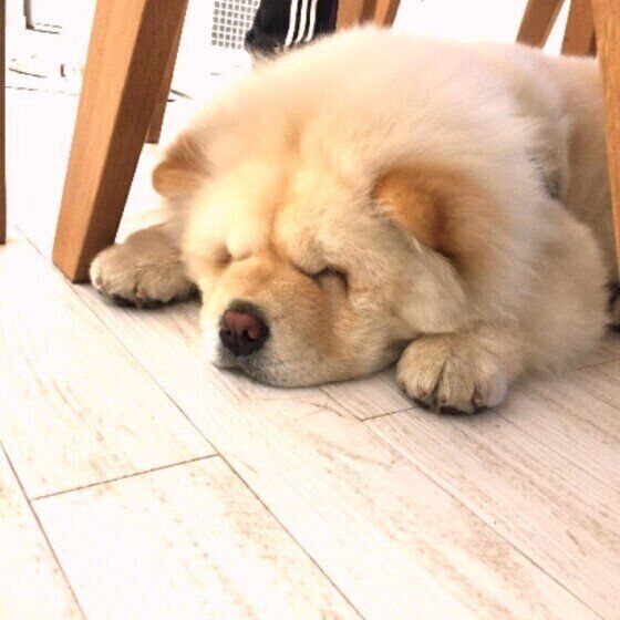 チャウ・チャウ