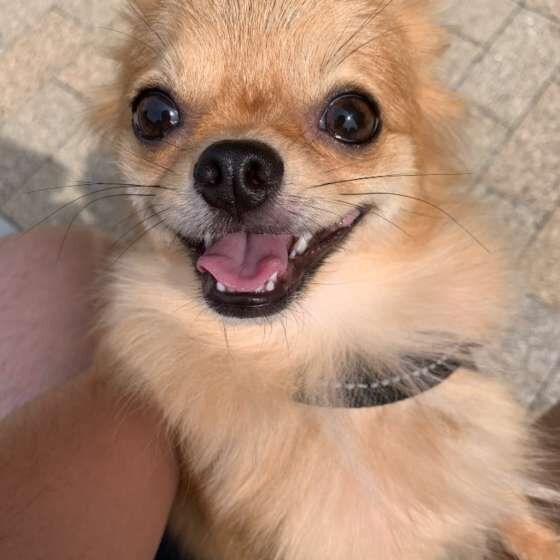 笑顔の犬