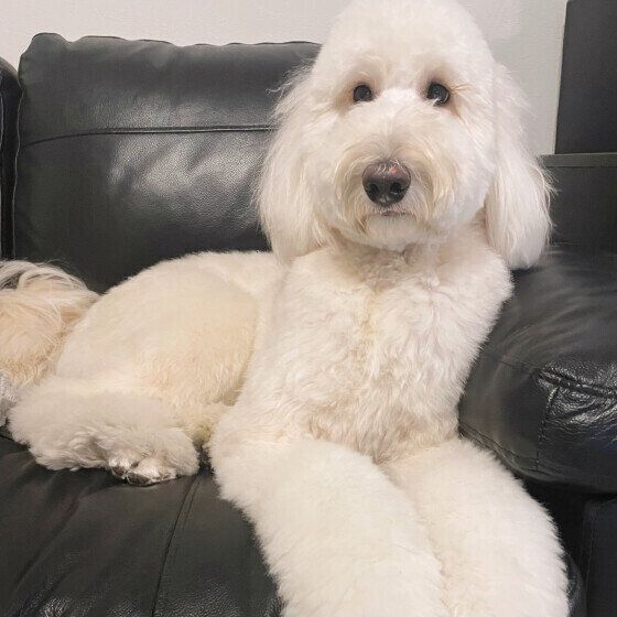 ソファの端っこを枕にする大型犬