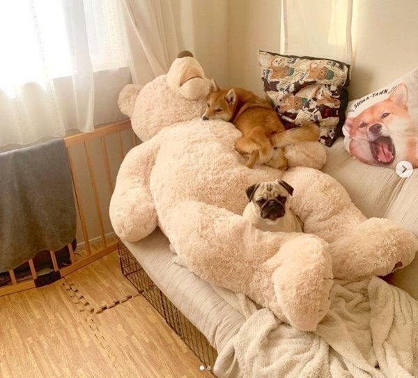 クマのぬいぐるみの上でくつろぐラルくんとアキちゃん