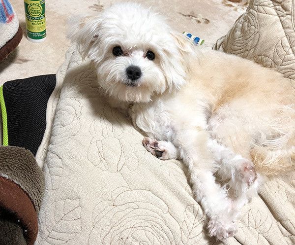 くつろぐ犬