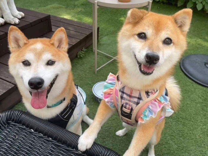 楽しそうな咲ク太郎くんとエマちゃん