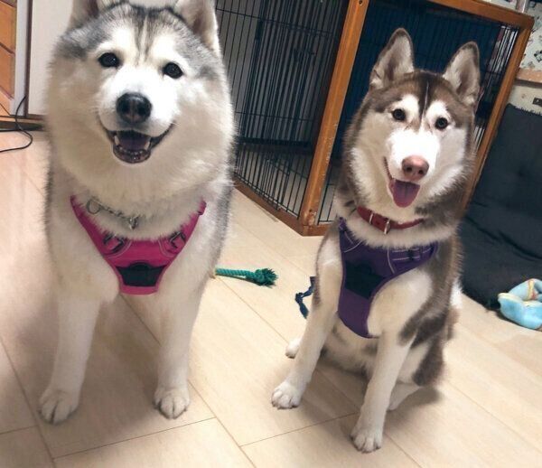 笑顔のシルビアちゃんとシャンテちゃん