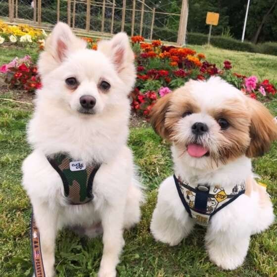 2匹の犬