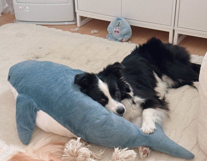 今でもサメのぬいぐるみがお気に入りなレティちゃん