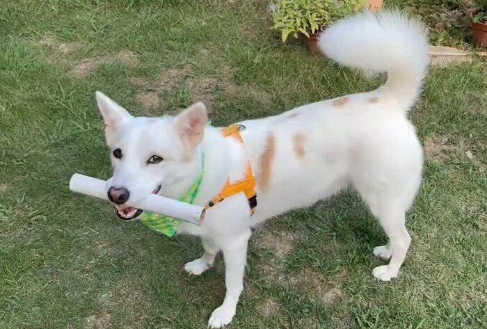 散歩前、庭で遊ぶらっちゃんの様子