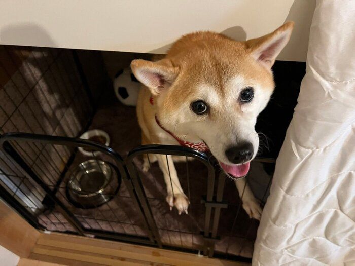 お迎えしたばかりのころのサチちゃん