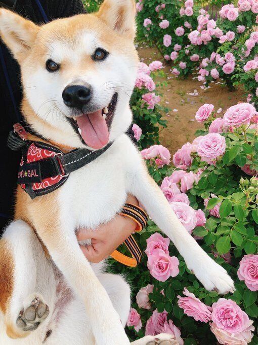 バラと柴犬