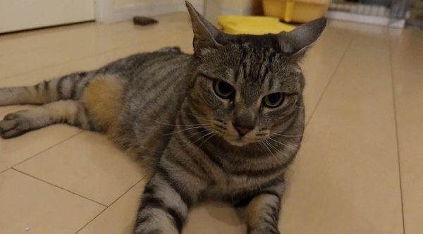 見つめる猫