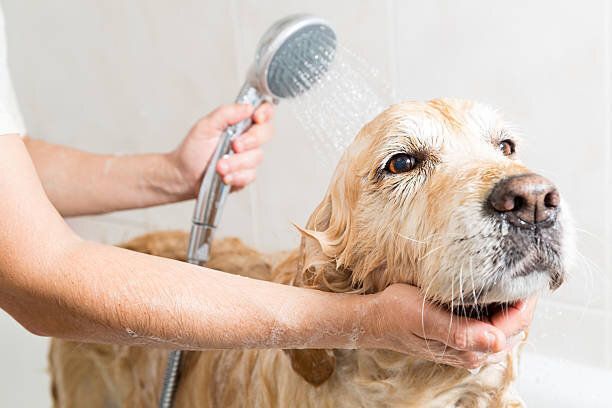 入浴の犬のゴールドレトリバー