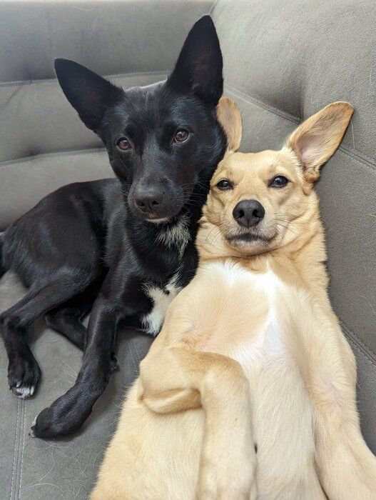 犬（写真：右）と犬（写真：左）