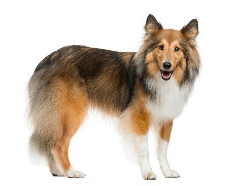 シェットランド・シープドッグ