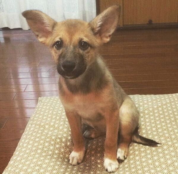 見つめるこむぎちゃん