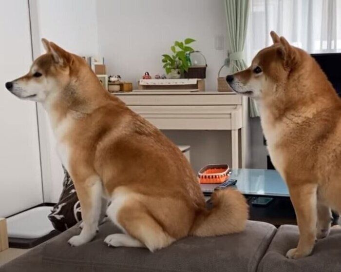 柴2頭