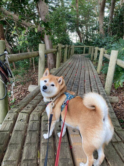 散歩をするポンたろうくん　朝夕の散歩から帰ると、全力で家の中を走り回るのだとか
