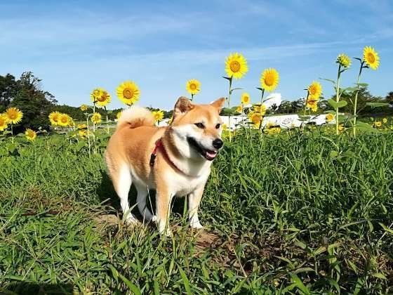柴