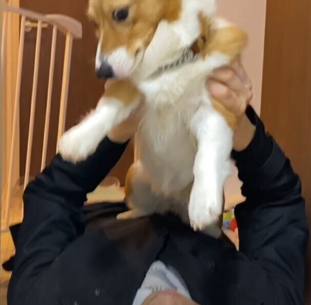 コーギー
