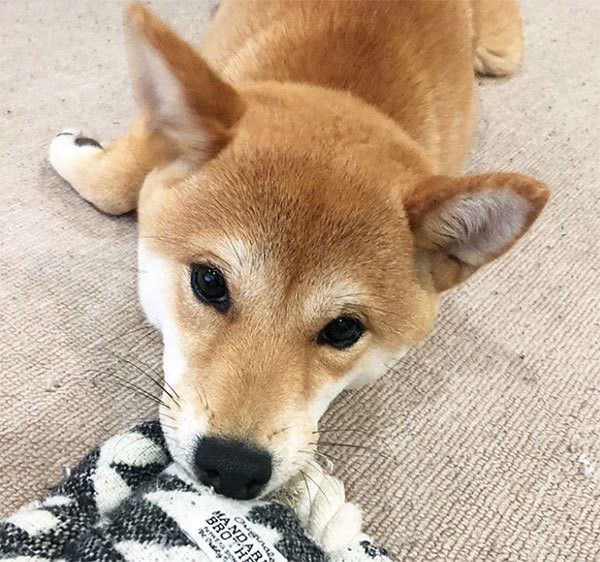 見つめる豆柴