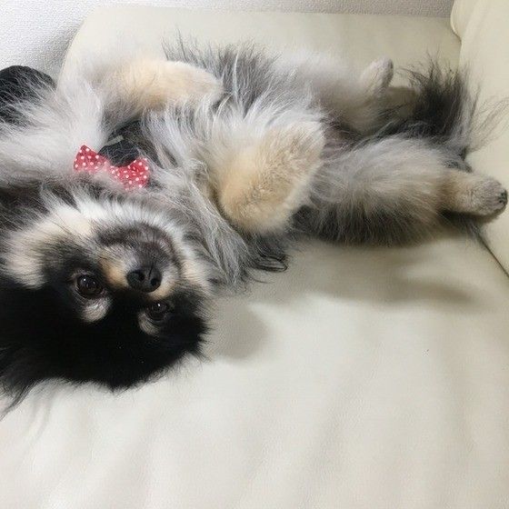ゴローン♪
