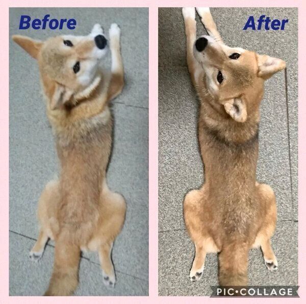 フクコちゃんのビフォーアフター