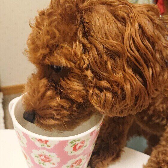 プードル
