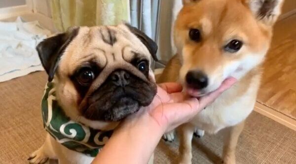 飼い主さんの手のひらにアゴ乗せするラルくんとアキちゃん