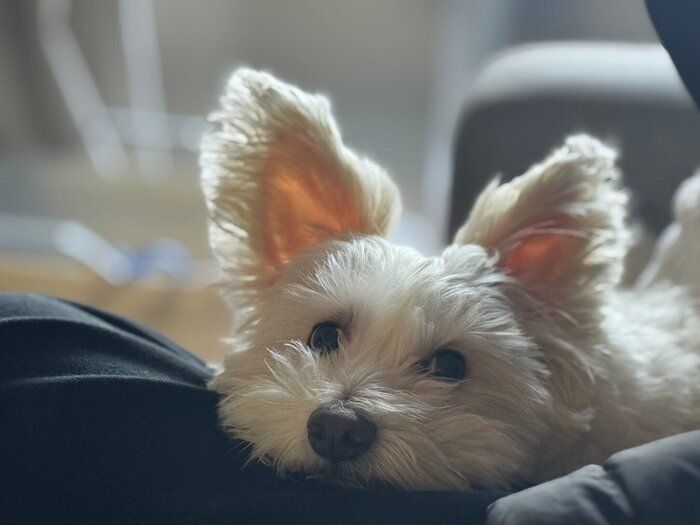あごのせするロキくん　かわいすぎる