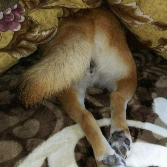 頭を隠す犬