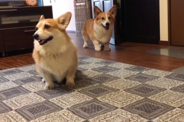 コーギー兄妹