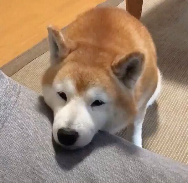アゴ乗せするロペさん