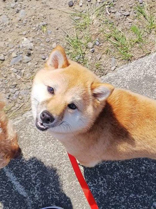 柴犬