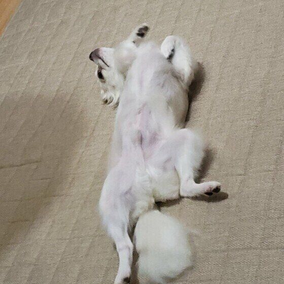 チワワ ボルト ヘソ天