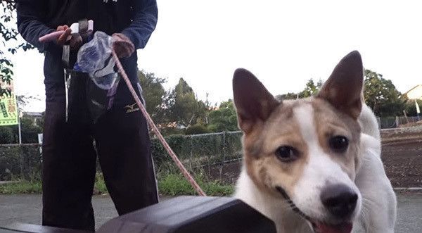 保護犬