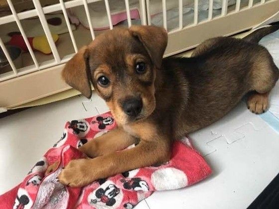 見つめる犬