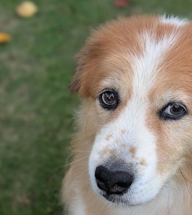 ²ΰոפƷޤݸҸѤʼѤۤ11ͤˡ˲ᤴ礭ʴӤ򴶤