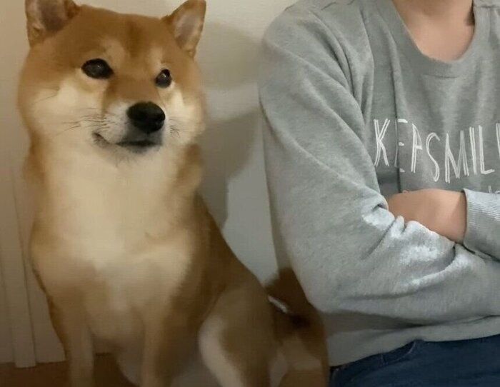 話を聞く犬
