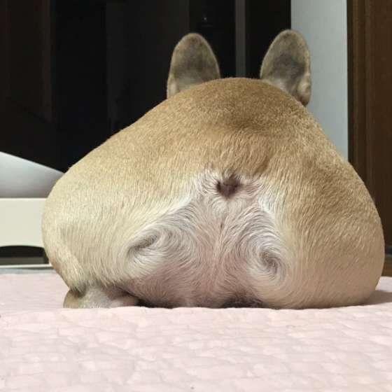 おしりを見せるフレンチ・ブルドッグ