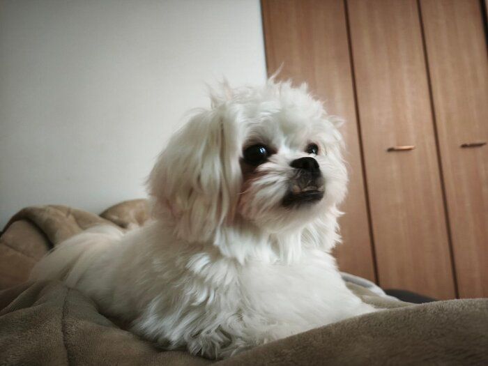 飼い主さんのお腹の上に乗る犬