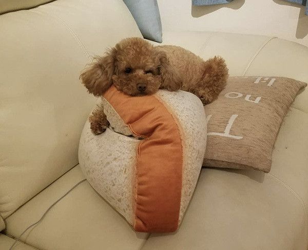 眠るトイ・プードル