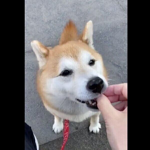おやつをおいしそうに食べるまるちゃん