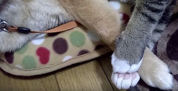 猫と柴犬