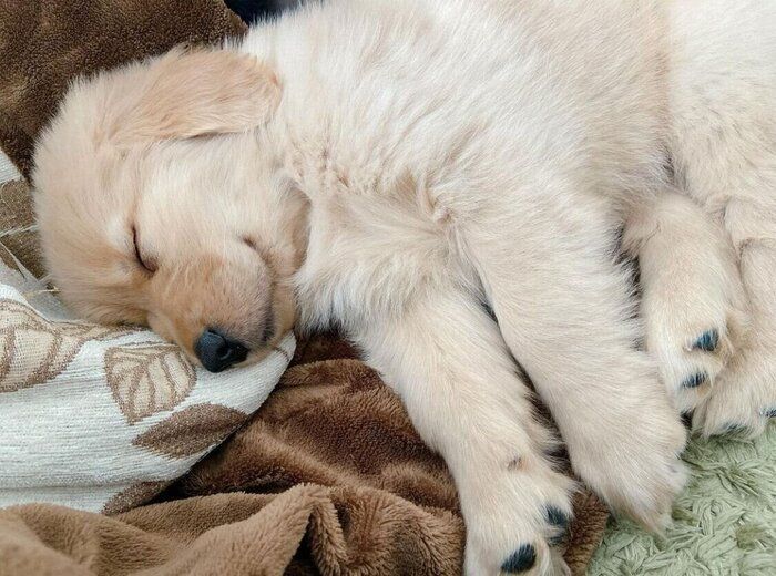 起きているときは「怪獣」のようにパワフルな大型犬の子犬 お迎え翌日